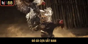 Đá Gà cựa sắt Bj88