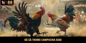 Đá Gà Thomo Campuchia Bj88