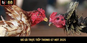 đá gà trực tiếp thomo 67
